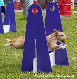 Busy jumping
