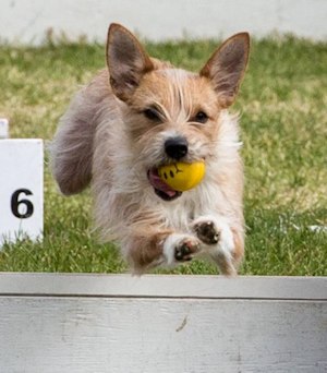 Busy jumping